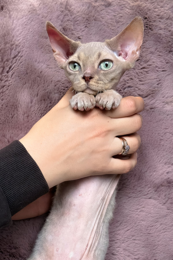 Taurus | Devon Rex Kitten