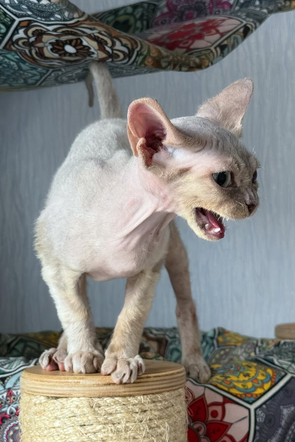 Taurus | Devon Rex Kitten