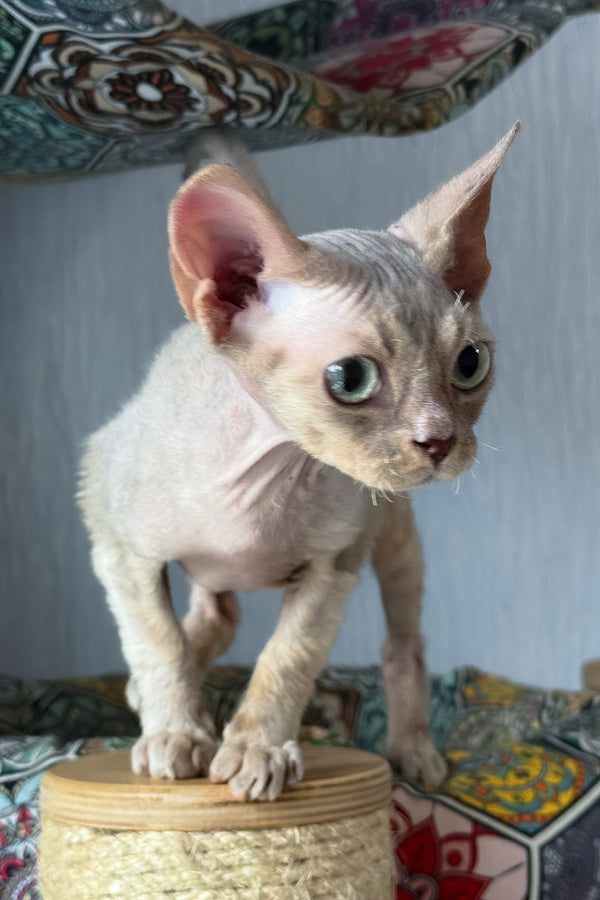 Taurus | Devon Rex Kitten