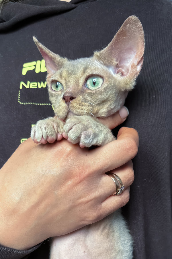 Taurus | Devon Rex Kitten