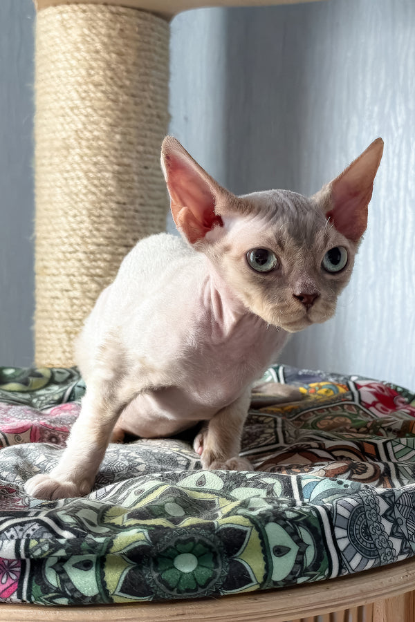 Taurus | Devon Rex Kitten