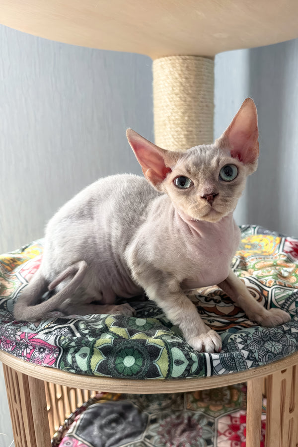 Taurus | Devon Rex Kitten