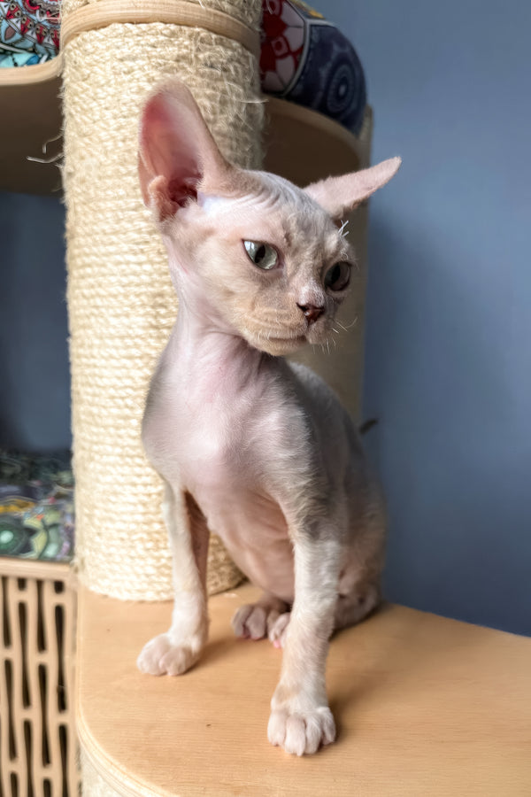 Taurus | Devon Rex Kitten