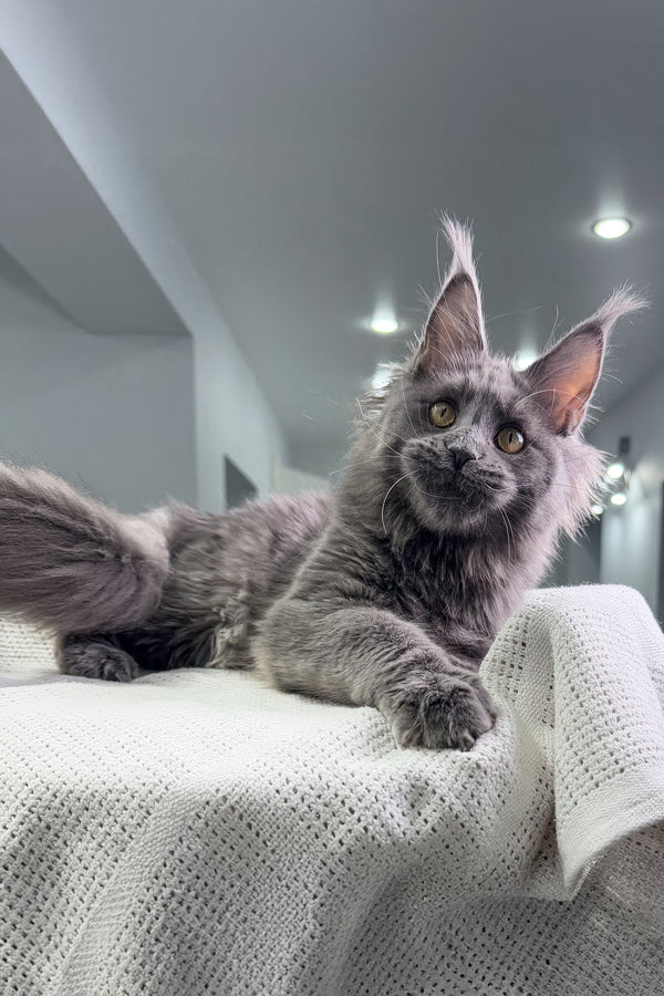 Tayna | Maine Coon Kitten