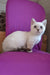Teddy | Munchkin Kitten