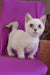 Teddy | Munchkin Kitten