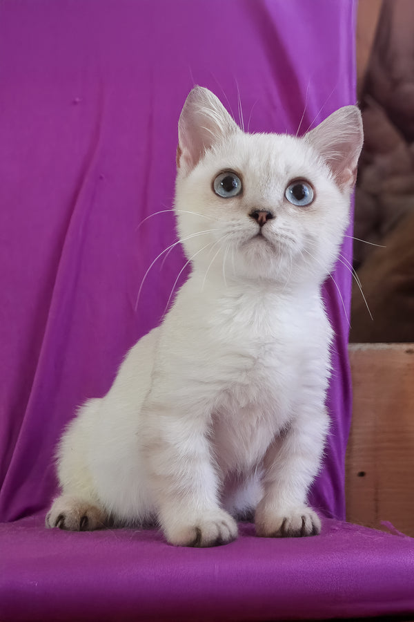 Teddy | Munchkin Kitten