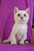Teddy | Munchkin Kitten