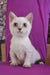 Teddy | Munchkin Kitten
