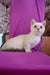 Teddy | Munchkin Kitten