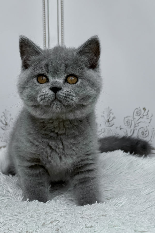 Teddy | British Shorthair Kitten