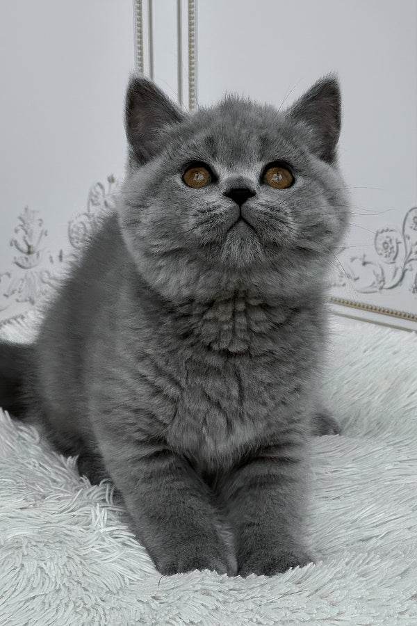 Teddy | British Shorthair Kitten