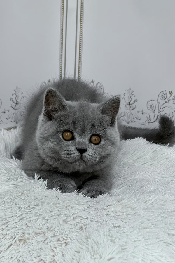 Teddy | British Shorthair Kitten
