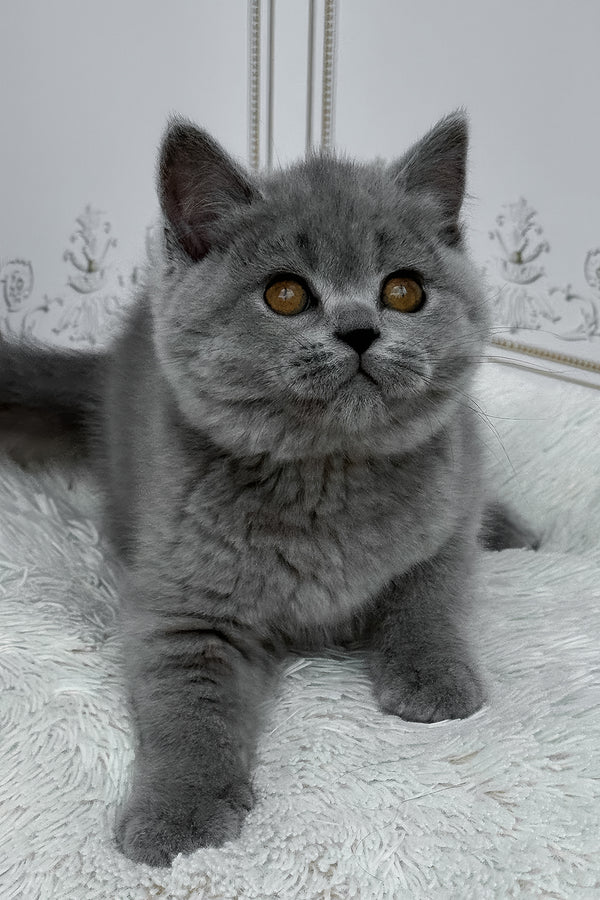 Teddy | British Shorthair Kitten