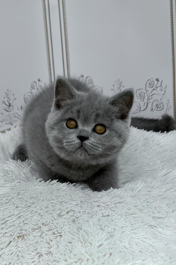 Teddy | British Shorthair Kitten