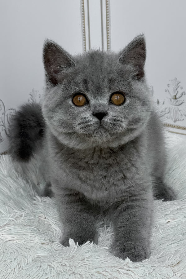 Teddy | British Shorthair Kitten
