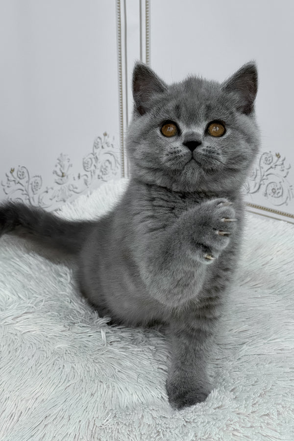 Teddy | British Shorthair Kitten