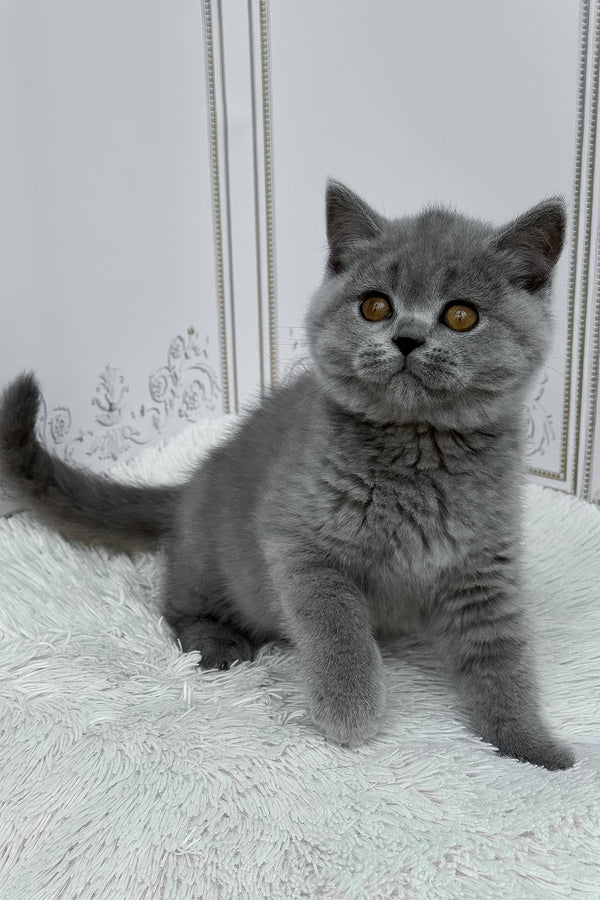 Teddy | British Shorthair Kitten
