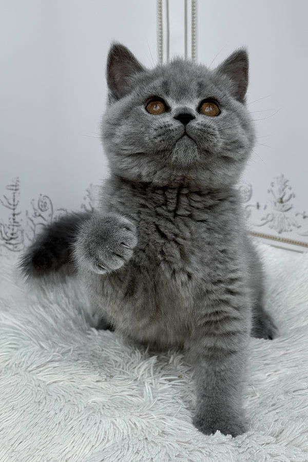 Teddy | British Shorthair Kitten