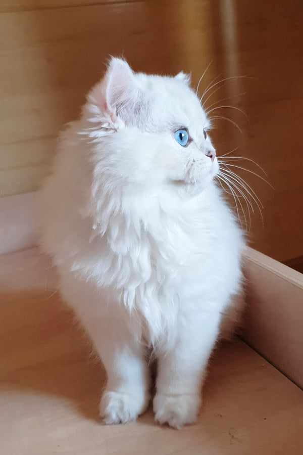 Teddy | British Longhair Kitten