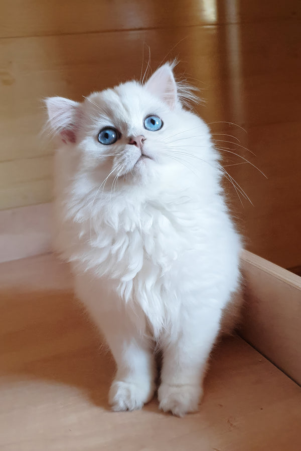 Teddy | British Longhair Kitten