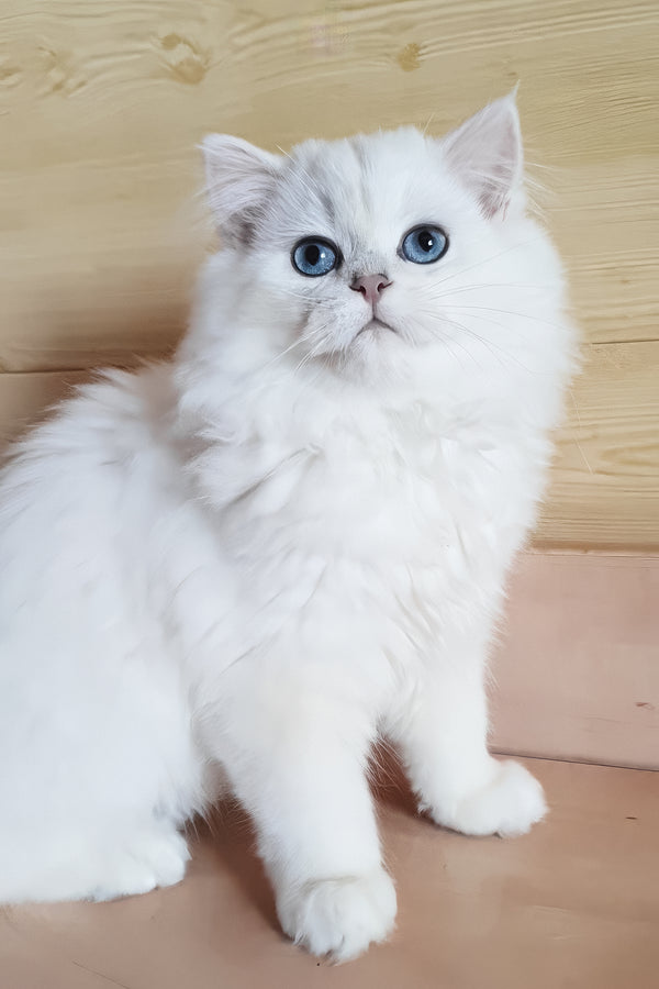 Teddy | British Longhair Kitten