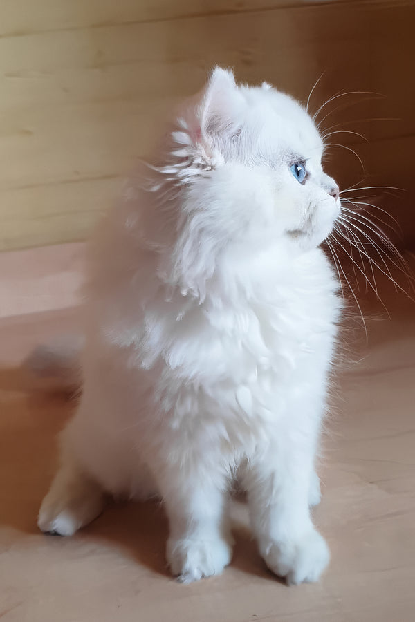 Teddy | British Longhair Kitten