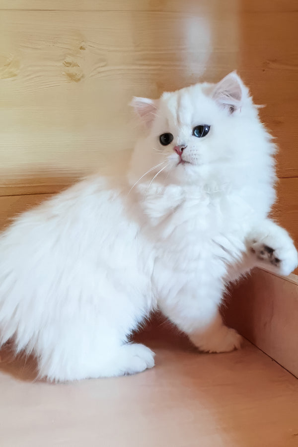 Teddy | British Longhair Kitten