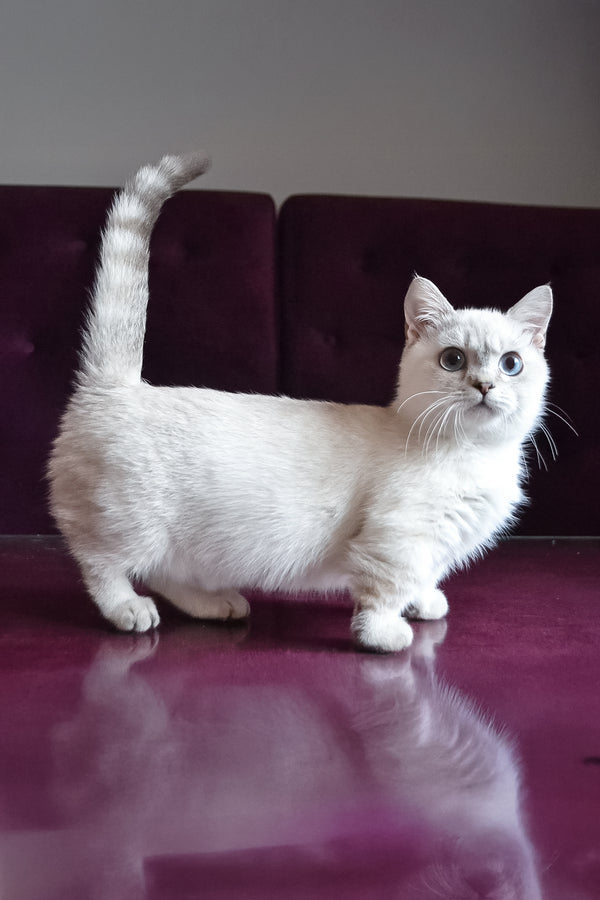 Teddy | Munchkin Kitten