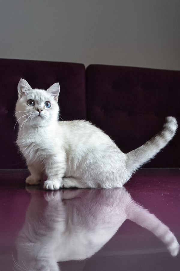 Teddy | Munchkin Kitten