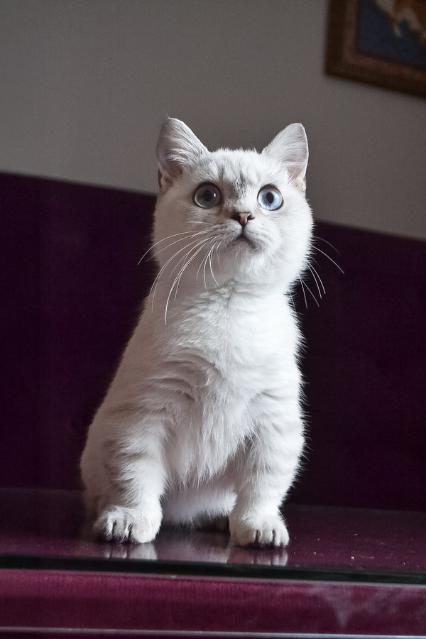 Teddy | Munchkin Kitten