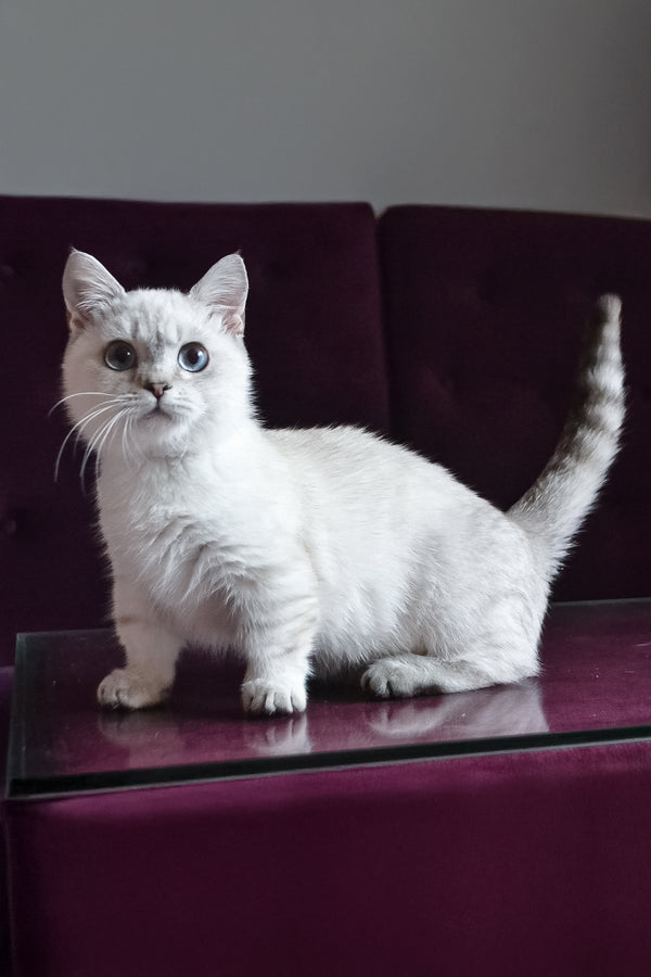 Teddy | Munchkin Kitten