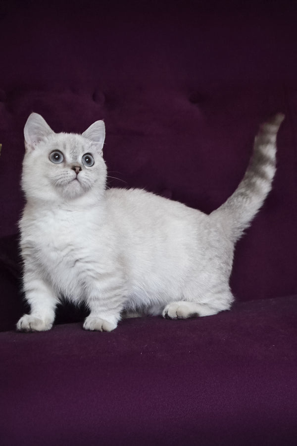 Teddy | Munchkin Kitten