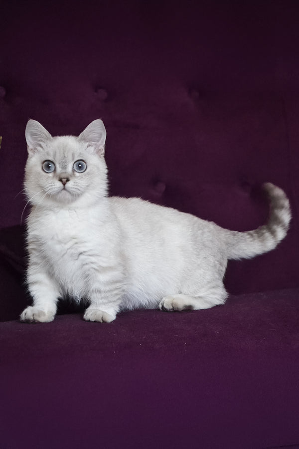 Teddy | Munchkin Kitten