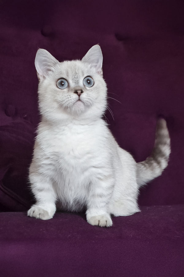 Teddy | Munchkin Kitten