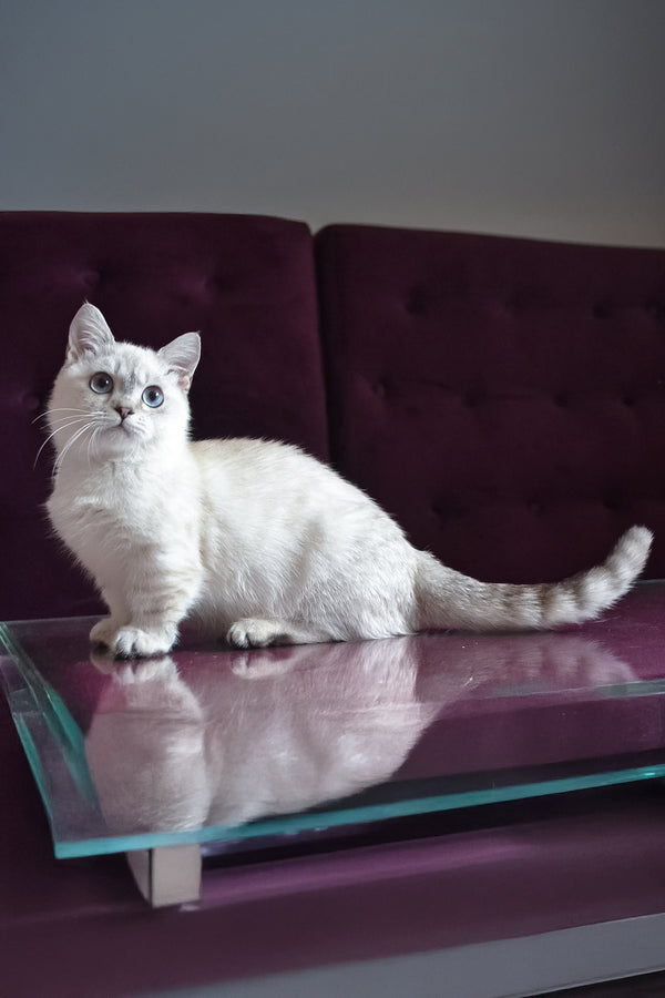 Teddy | Munchkin Kitten