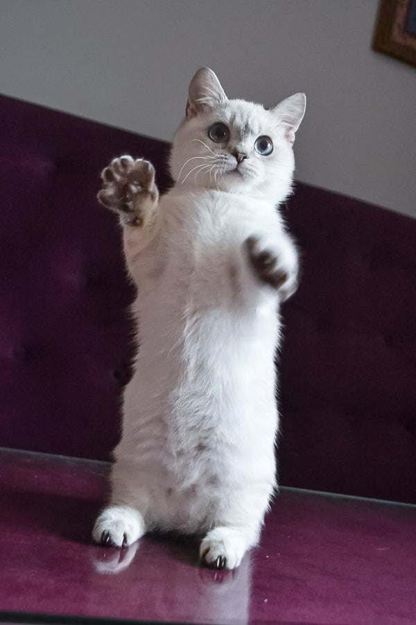 Teddy | Munchkin Kitten
