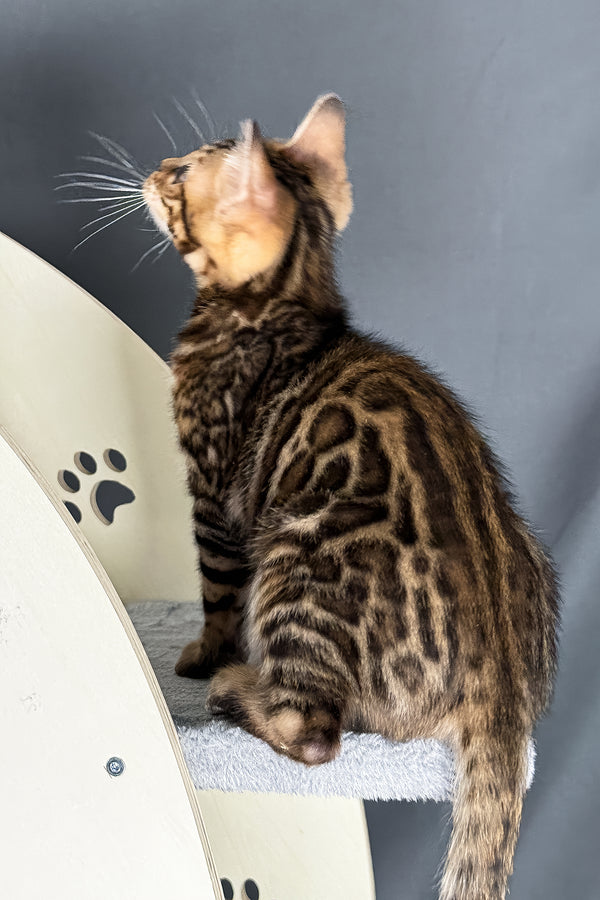 Telon | Bengal Kitten