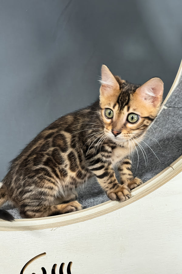 Telon | Bengal Kitten
