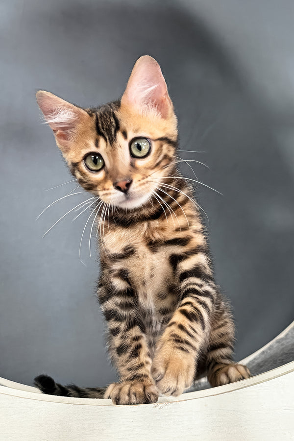 Telon | Bengal Kitten