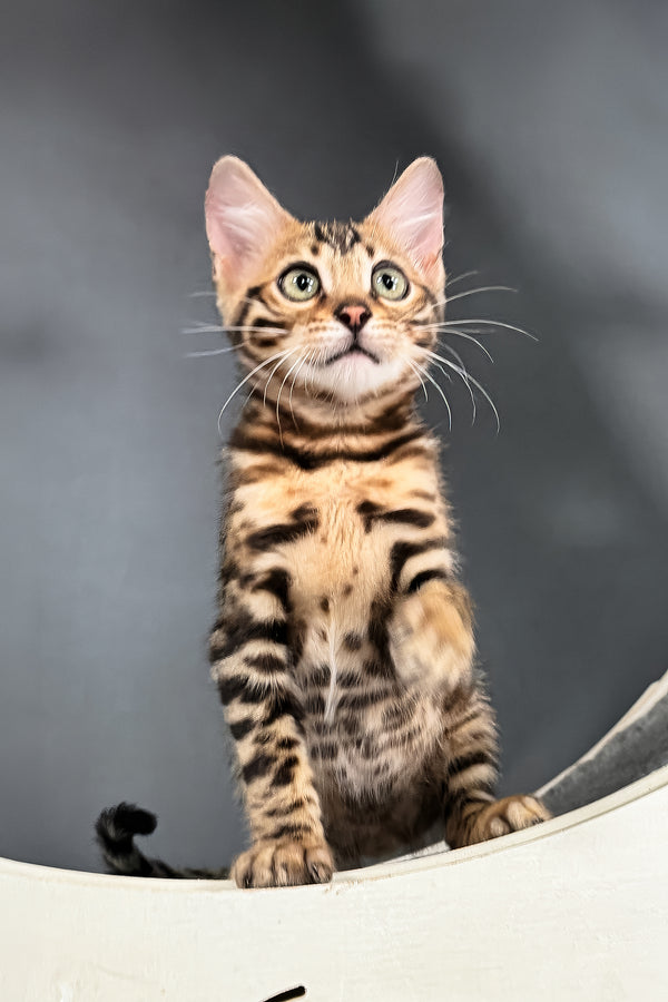 Telon | Bengal Kitten