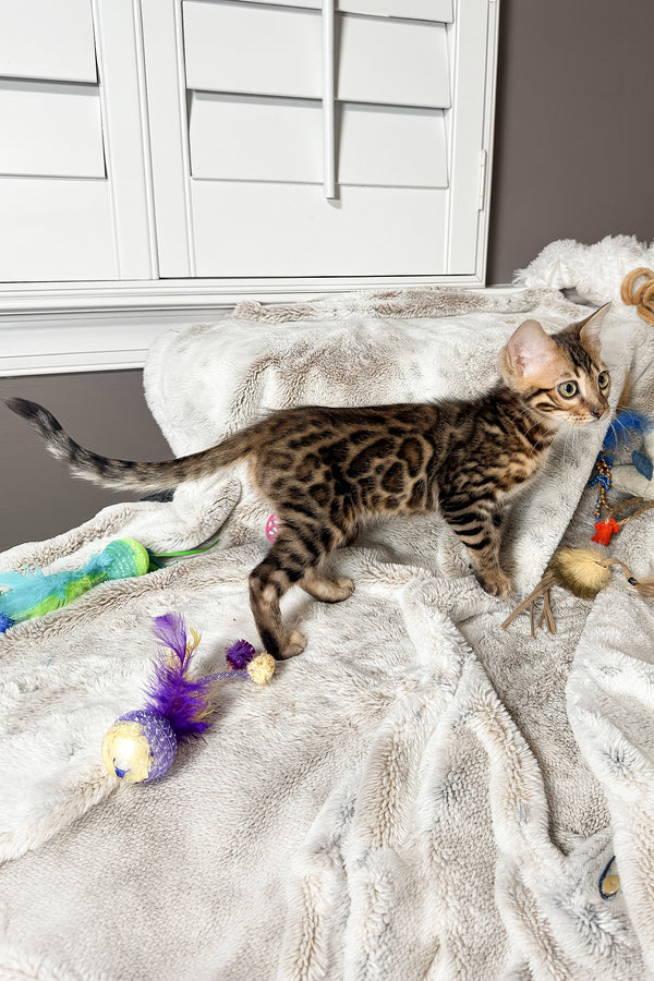 Telon | Bengal Kitten