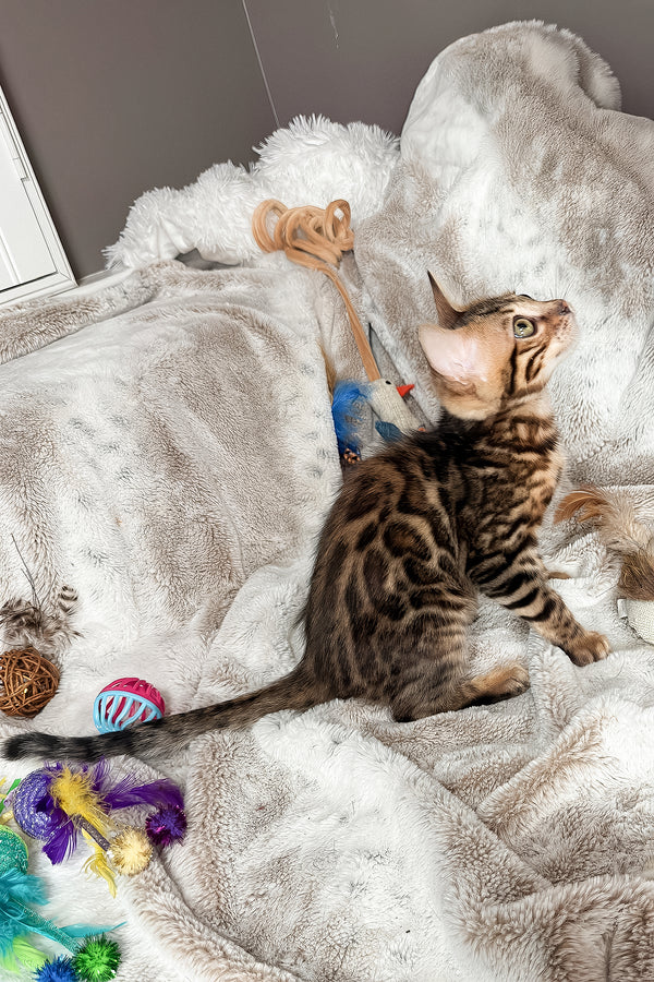 Telon | Bengal Kitten