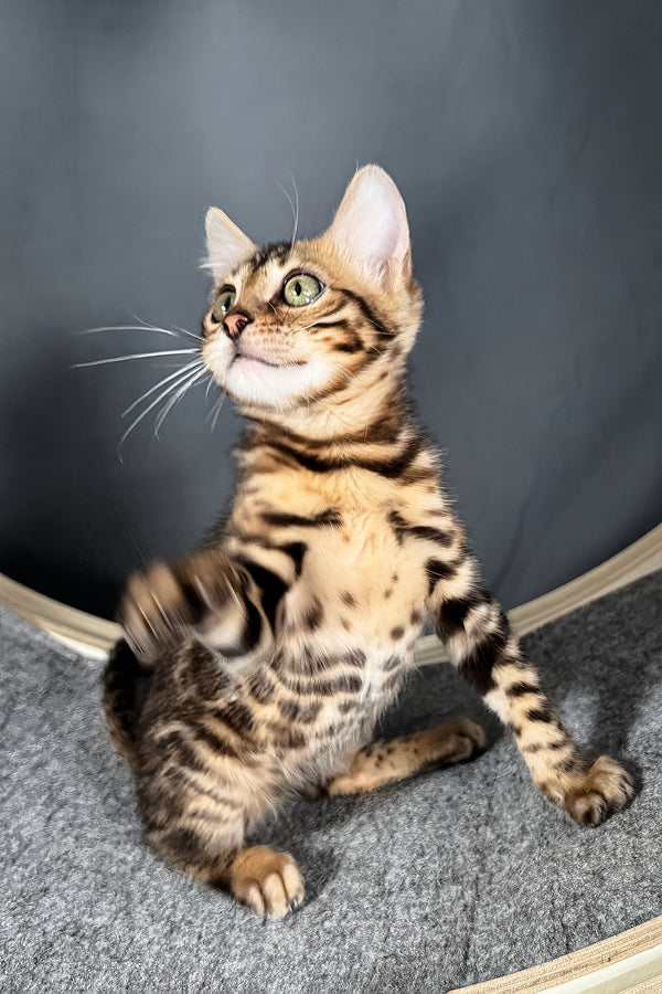 Telon | Bengal Kitten