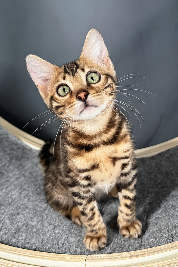 Telon | Bengal Kitten