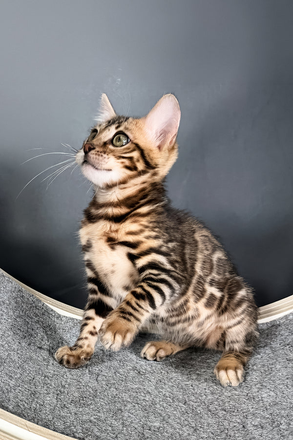 Telon | Bengal Kitten