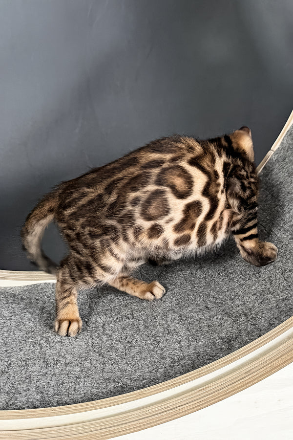 Telon | Bengal Kitten