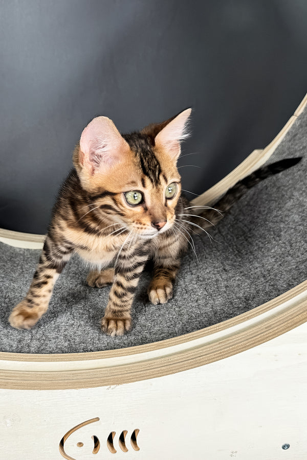 Telon | Bengal Kitten