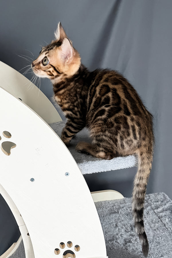 Telon | Bengal Kitten