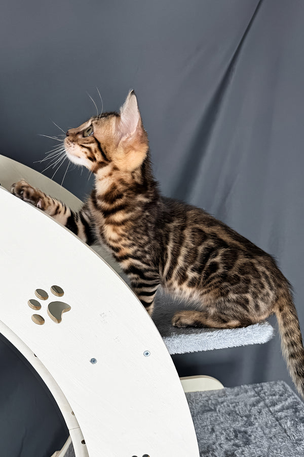 Telon | Bengal Kitten